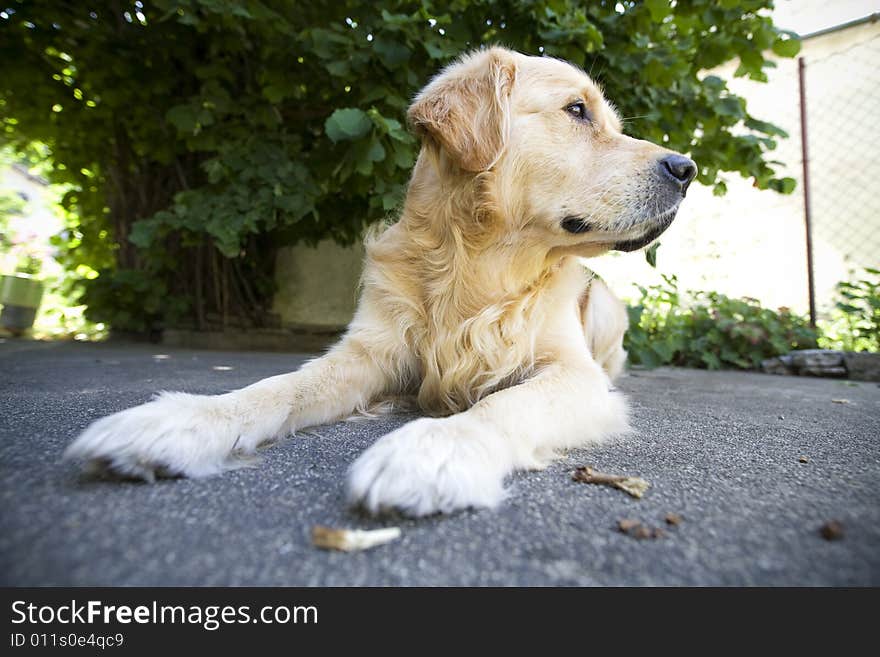 Golden Retriever