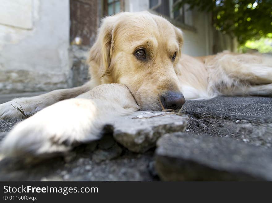 Golden Retriever