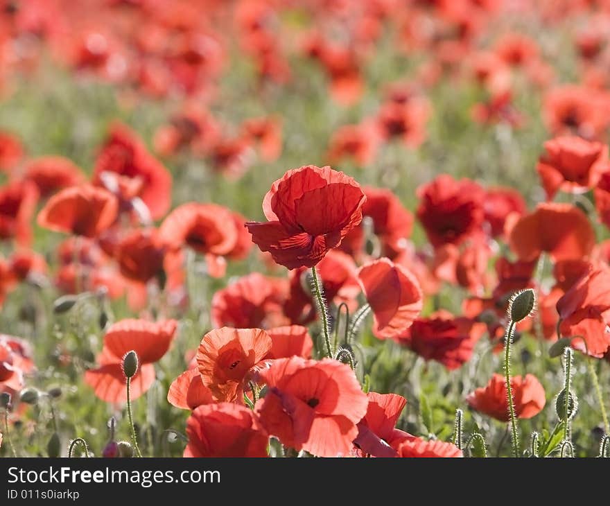 poppies in a yorkshire meadow. poppies in a yorkshire meadow