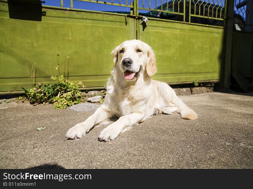 Golden Retriever