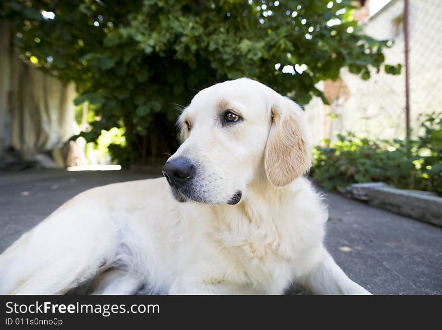 Golden Retriever