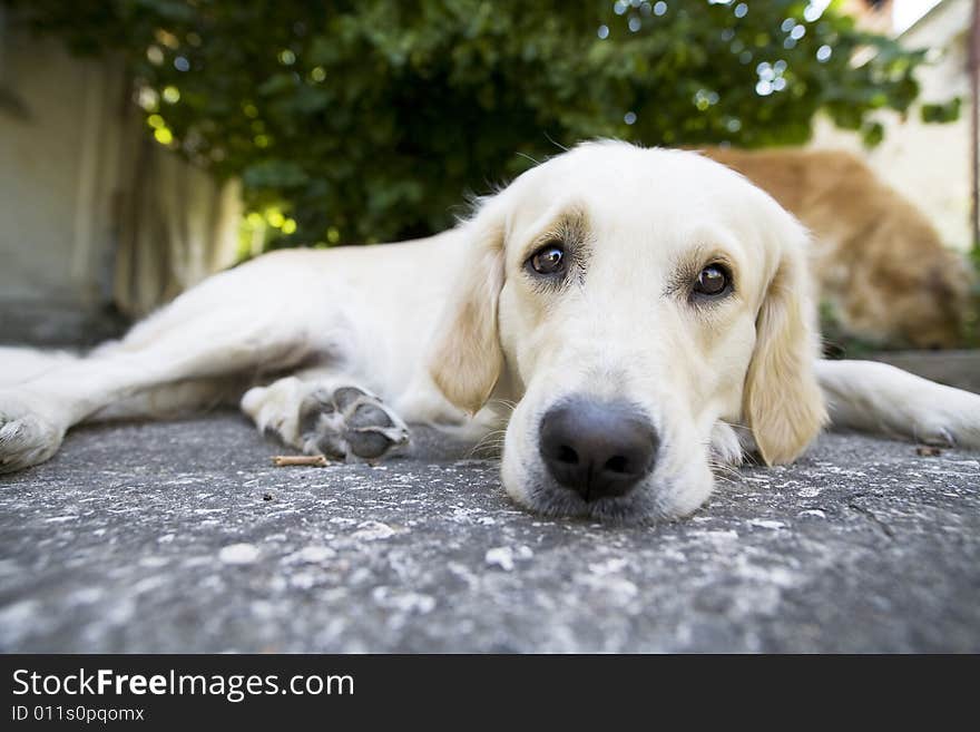 Golden Retriever