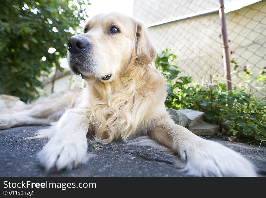 Golden Retriever