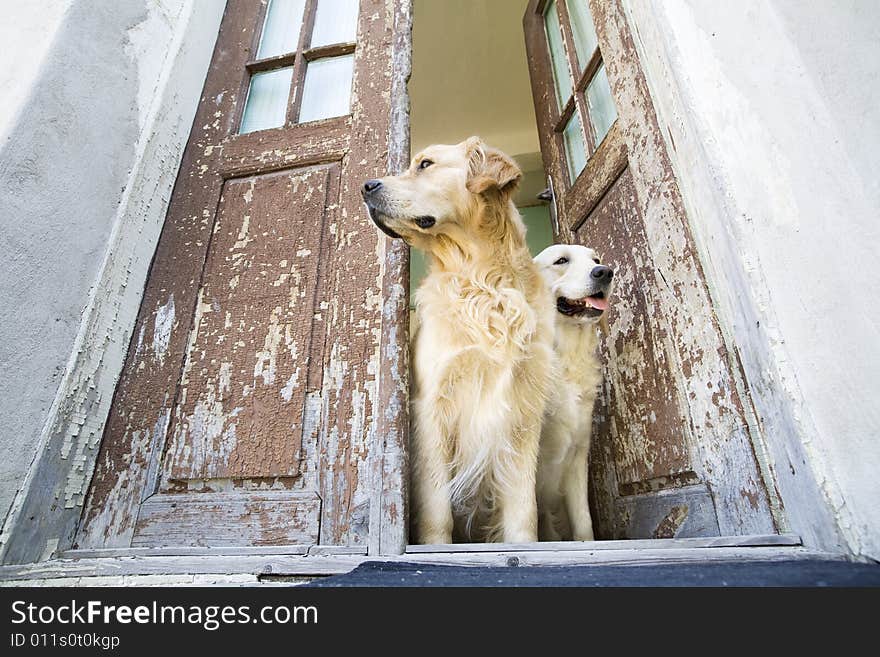 Two Golden retrievers at the door