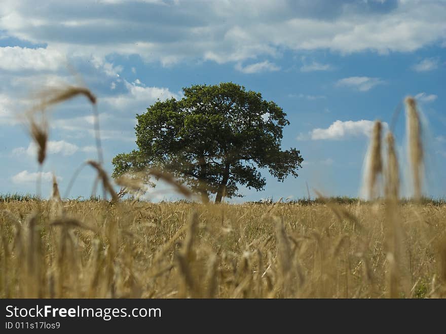 Tree in cornfield