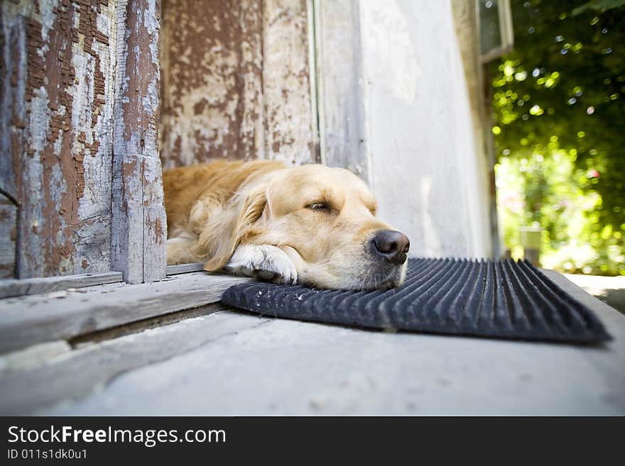 Beautiful golden retriever laying down