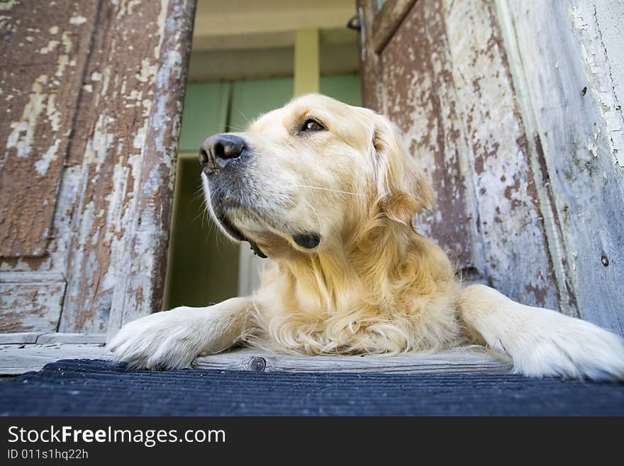 Beautiful golden retriever laying down