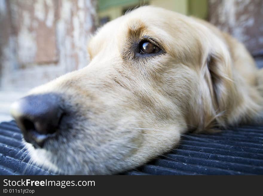 Beautiful golden retriever laying down