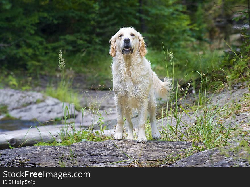 Golden Retriever