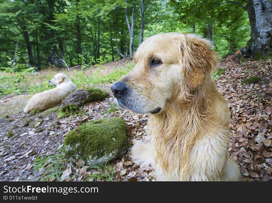 Golden Retriever