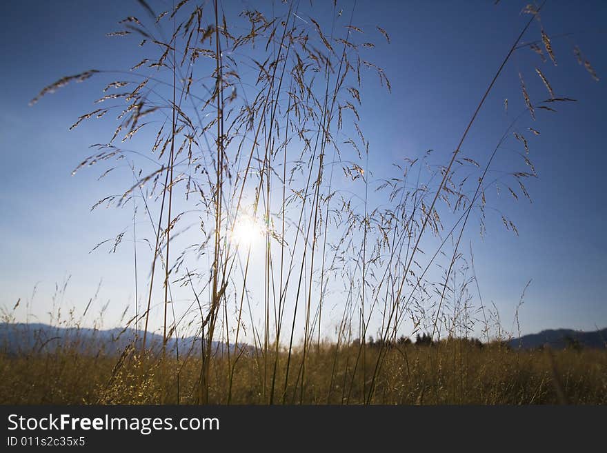 Sun Through Straws