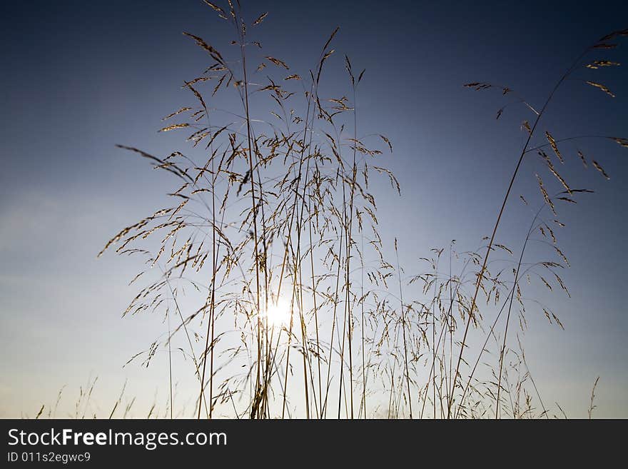 Sun Through Straws