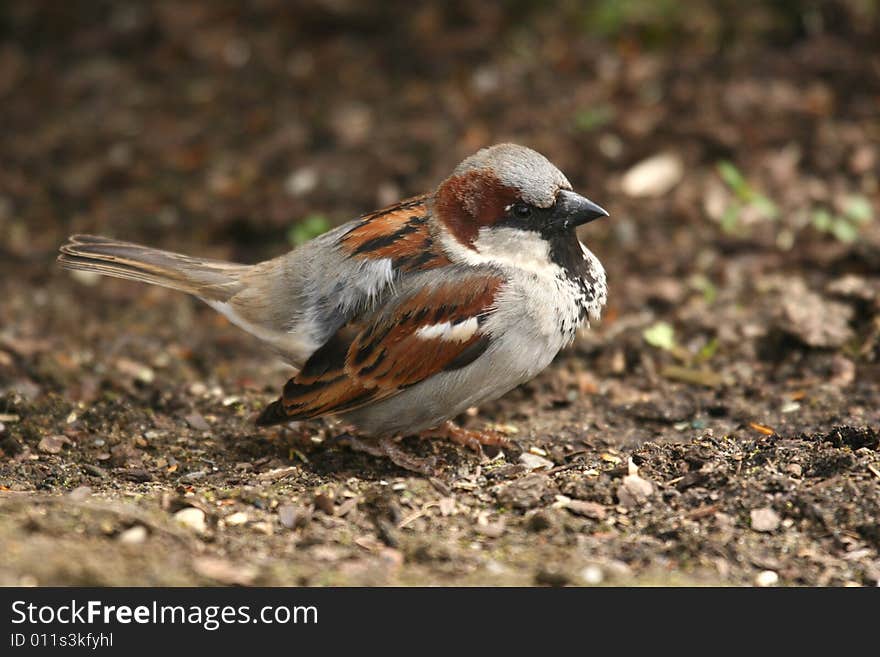 Common sparrow of the city. Common sparrow of the city...