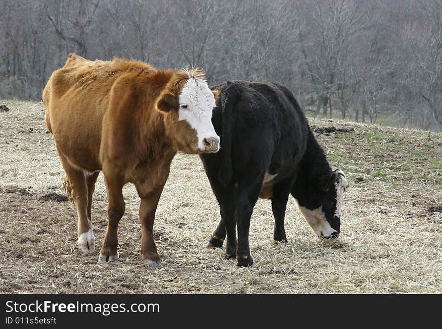 Cows