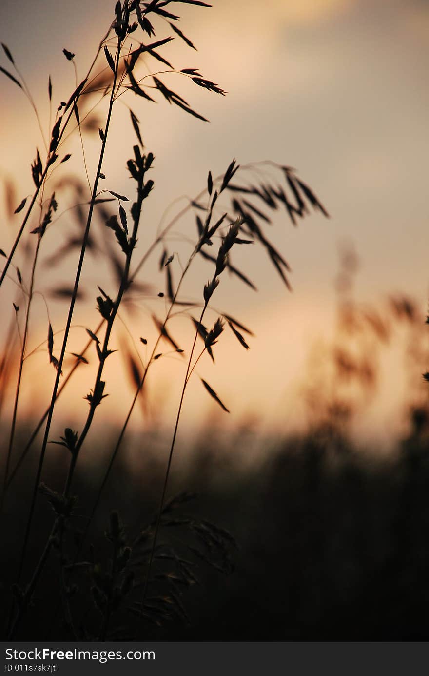 Image of plant in field at sunset. Image of plant in field at sunset