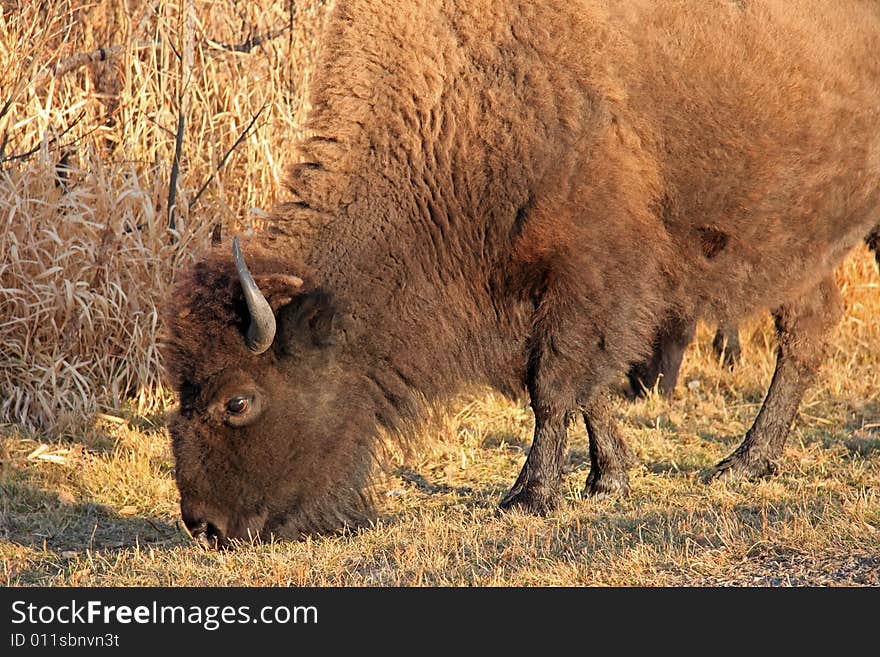 A large Bison grazing tall prairie grass in the summer sun