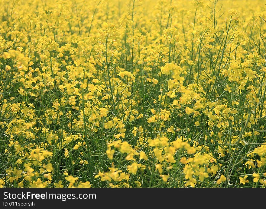 Canola Field Detail