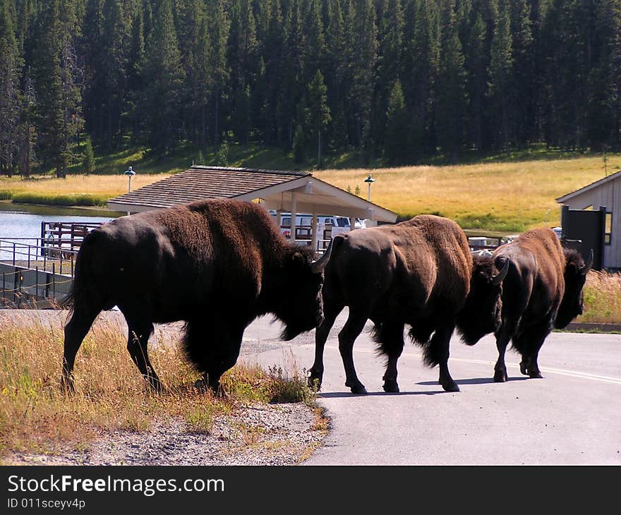 Buffaloes...Stay in line...to cross the road. Buffaloes...Stay in line...to cross the road