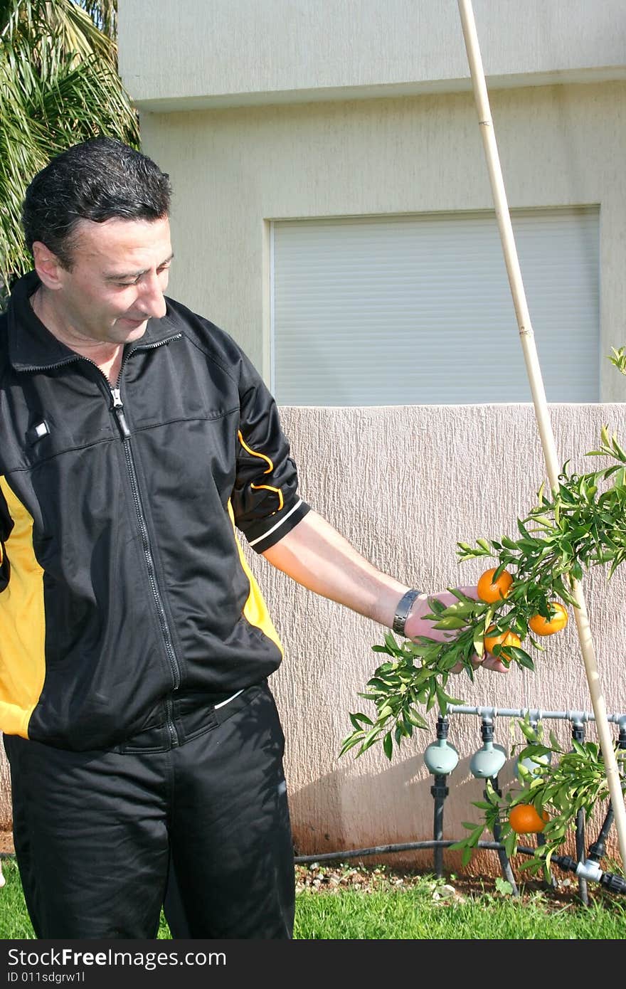 The man holding tangerine in the garden. The man holding tangerine in the garden.