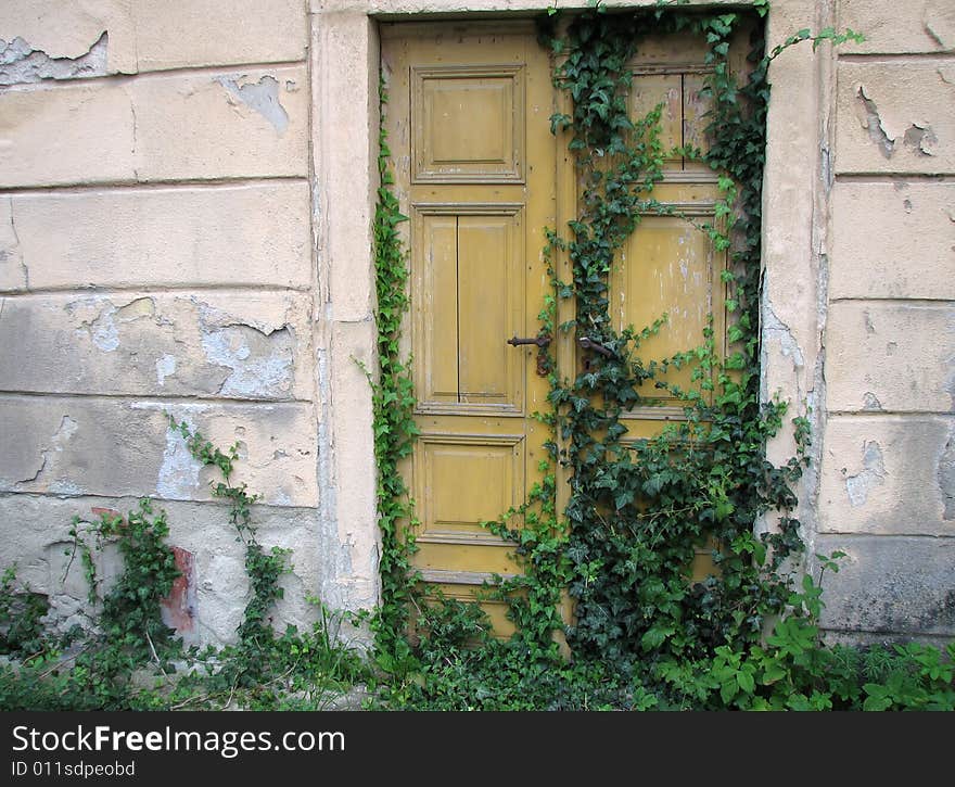 Ancient wooden door with ivy