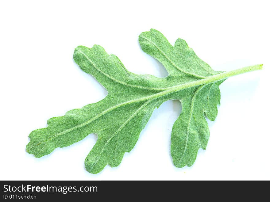 Green leaf isolated on a white