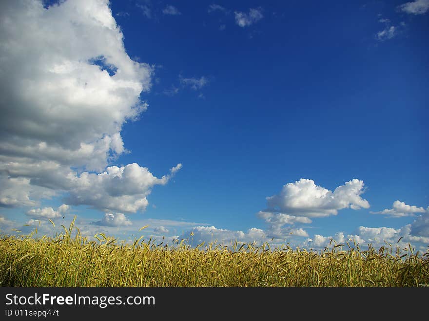 Wheat ears against the blue  sky. Wheat ears against the blue  sky