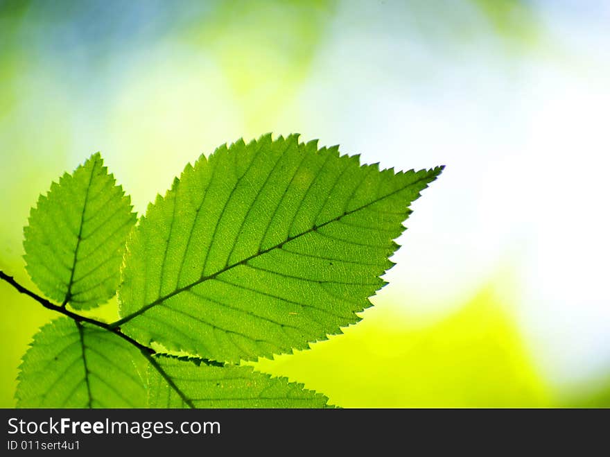 Green leaves background in sunny day