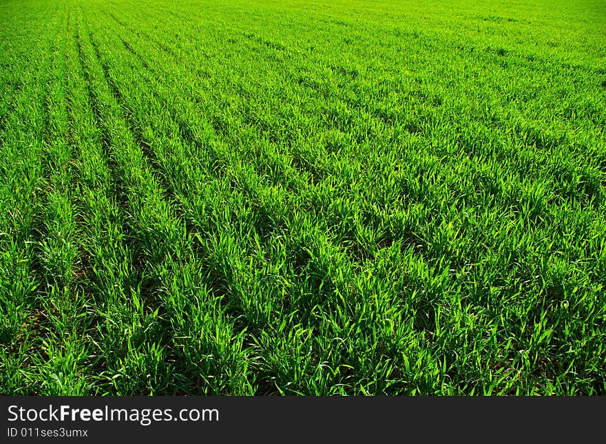 Green grass texture from a  field