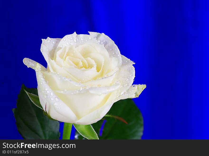 White rose is isolated on a blue background