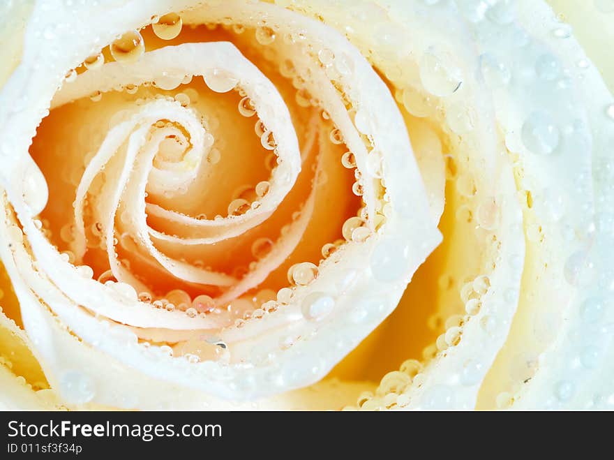 Macro of orange rose with water drops. Macro of orange rose with water drops