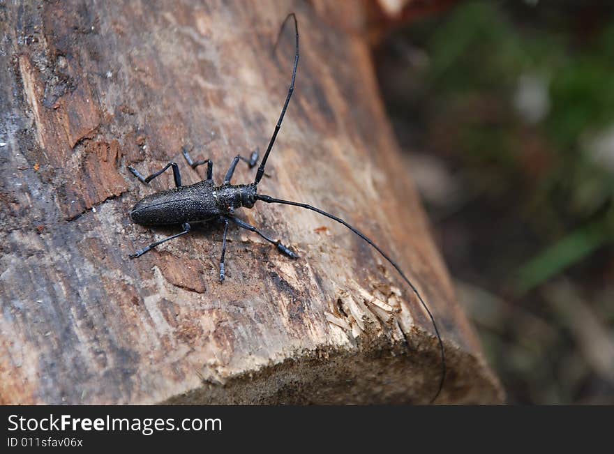 Beetle On The Wood