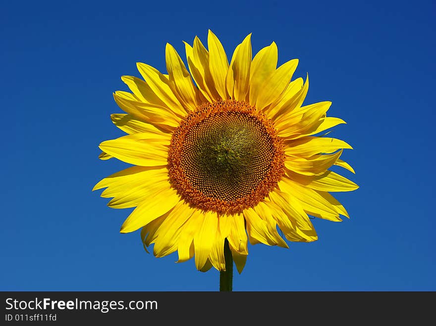 Sunflower