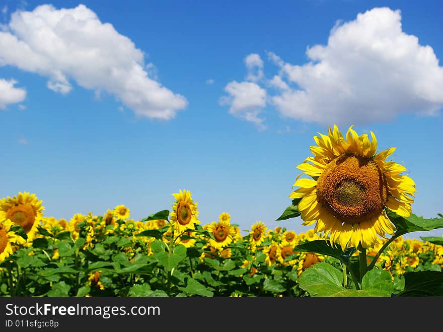 Sunflower field over cloudy blue sky