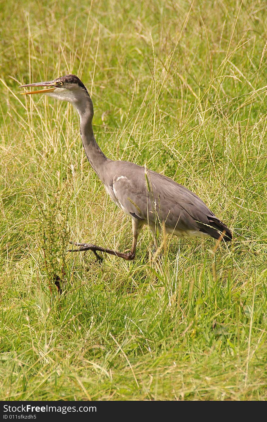 Grey heron