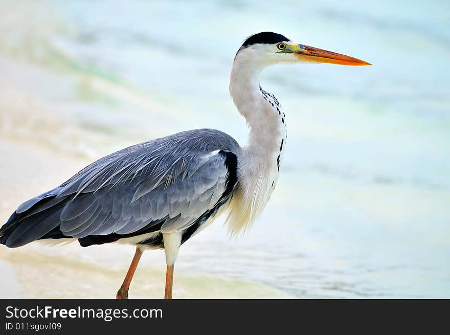 Ardea cinerea - Grey Heron at the beach. Maldives