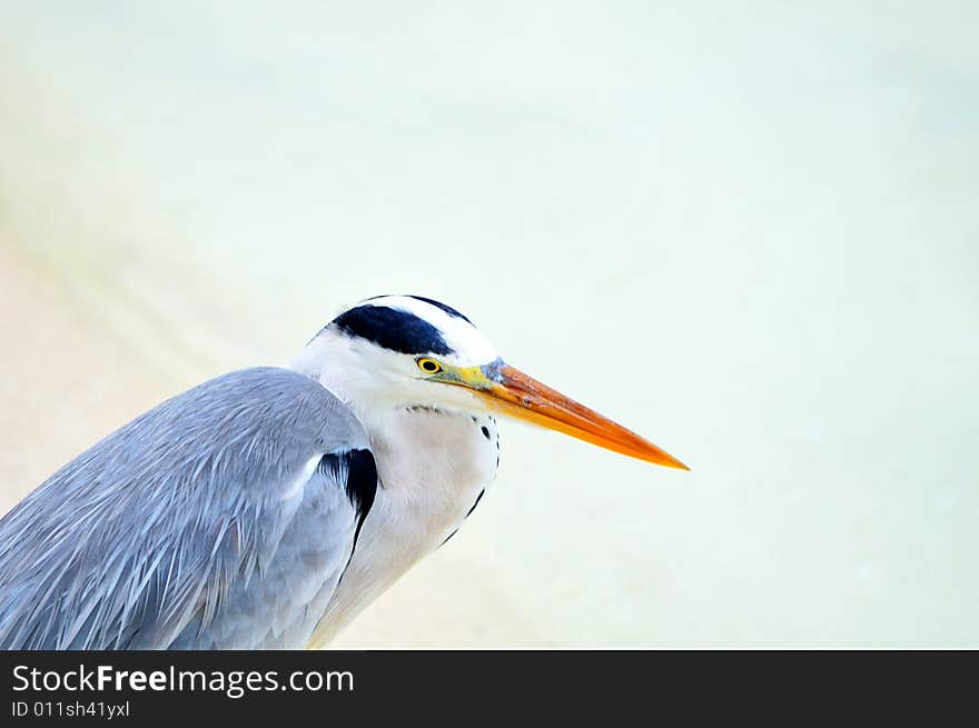 Ardea cinerea - Grey Heron at the beach. Maldives