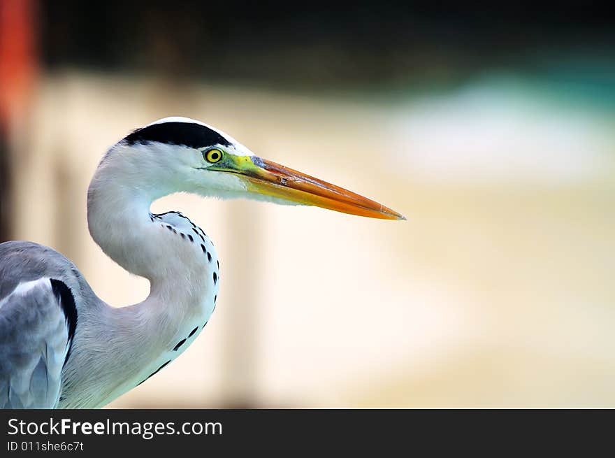 Grey Heron at the beach