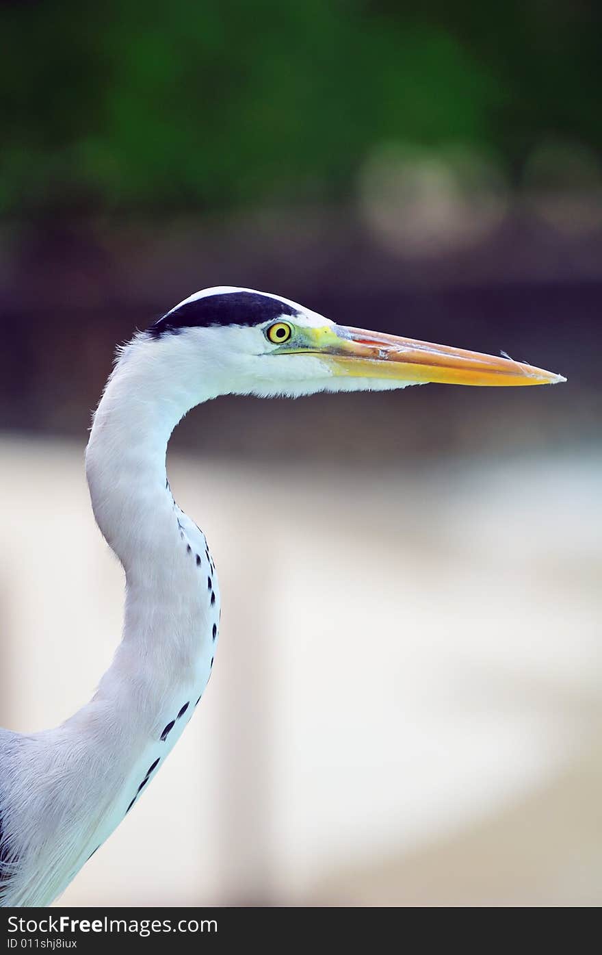 Ardea cinerea - Grey Heron at the beach. Maldives