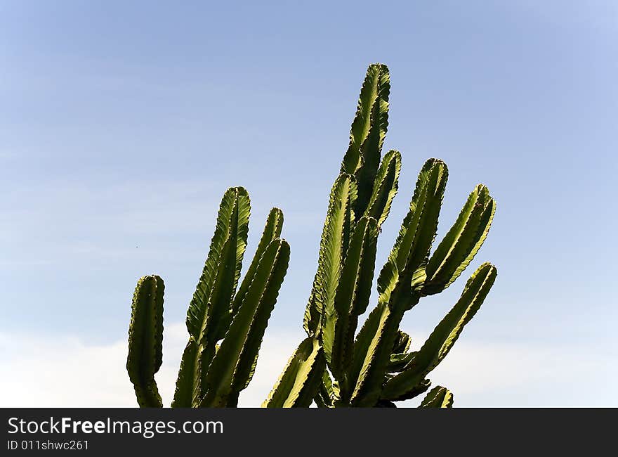 Cactus on the sky background . Blue and green.