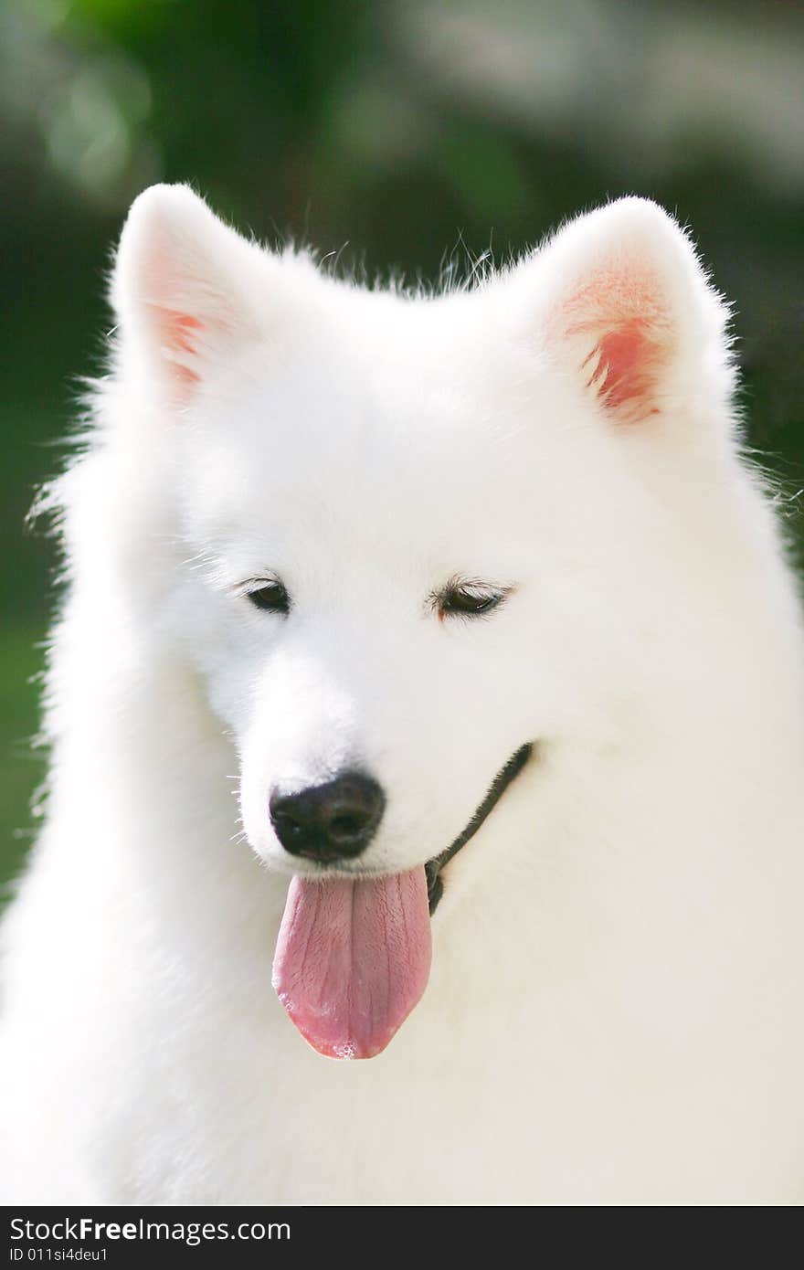 Adult samoyed in the park with smiling face. Adult samoyed in the park with smiling face