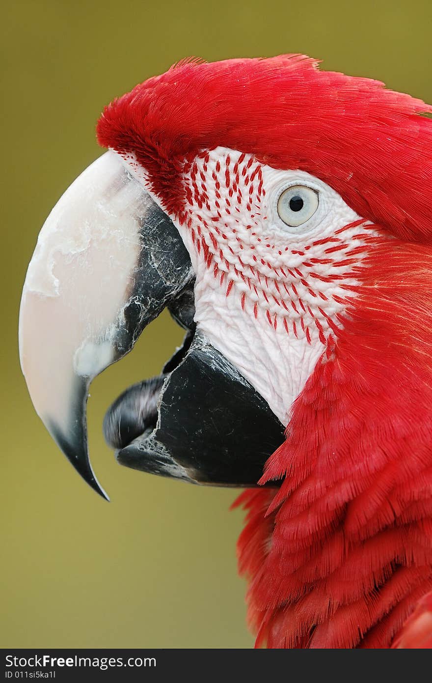 Red parrot