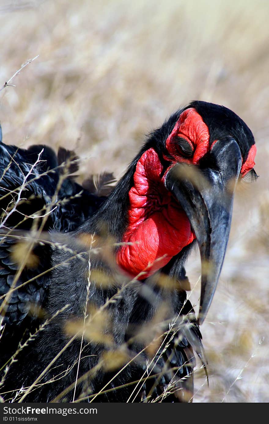 Ground Hornbill