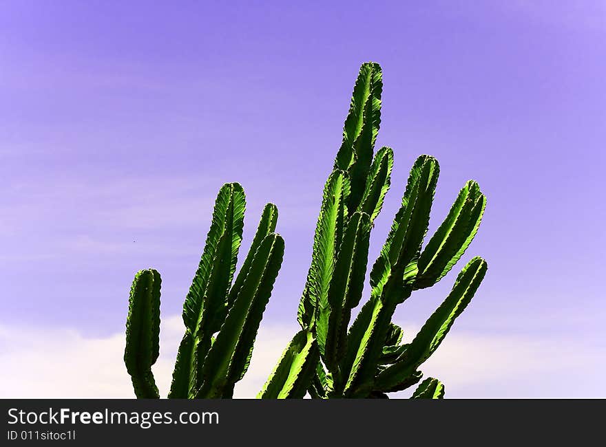 Cactus on the sky background . Blue and green.