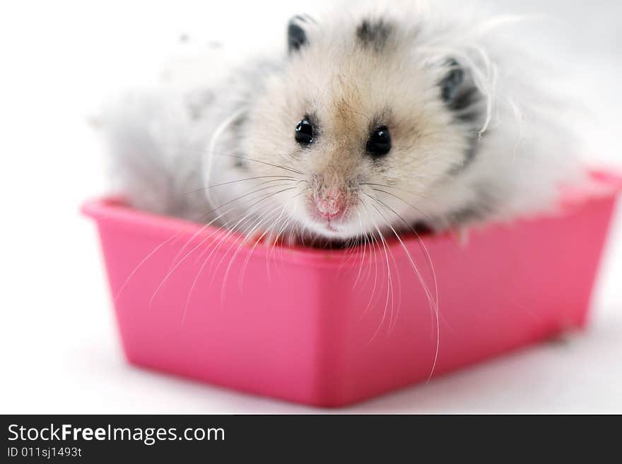 Syrian hamster sitting in a pink container in an al white backgroud. Syrian hamster sitting in a pink container in an al white backgroud.