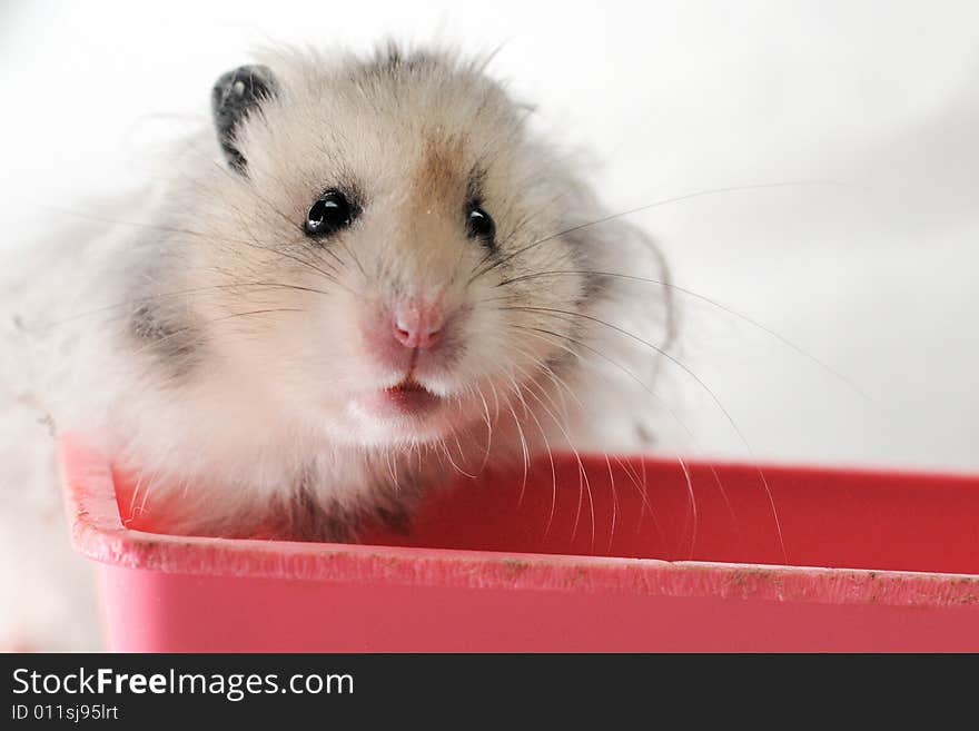 Syrian hamster sitting in a pink container in an al white backgroud. Syrian hamster sitting in a pink container in an al white backgroud.