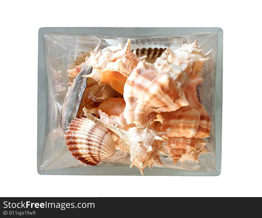 Seashells in a vase isolated on white background. Seashells in a vase isolated on white background