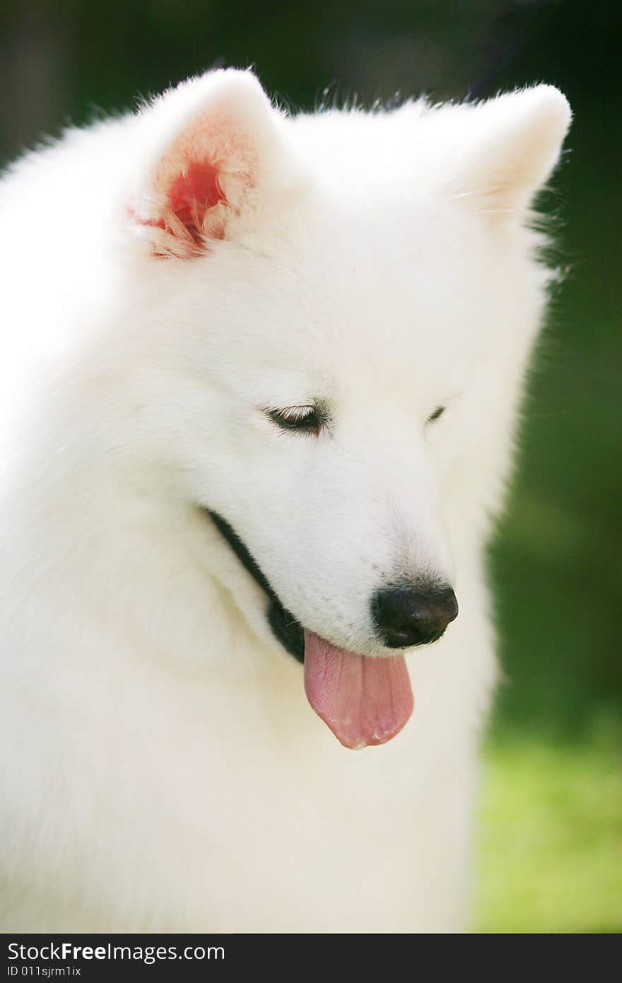 Adult samoyed in the park with smiling face. Adult samoyed in the park with smiling face