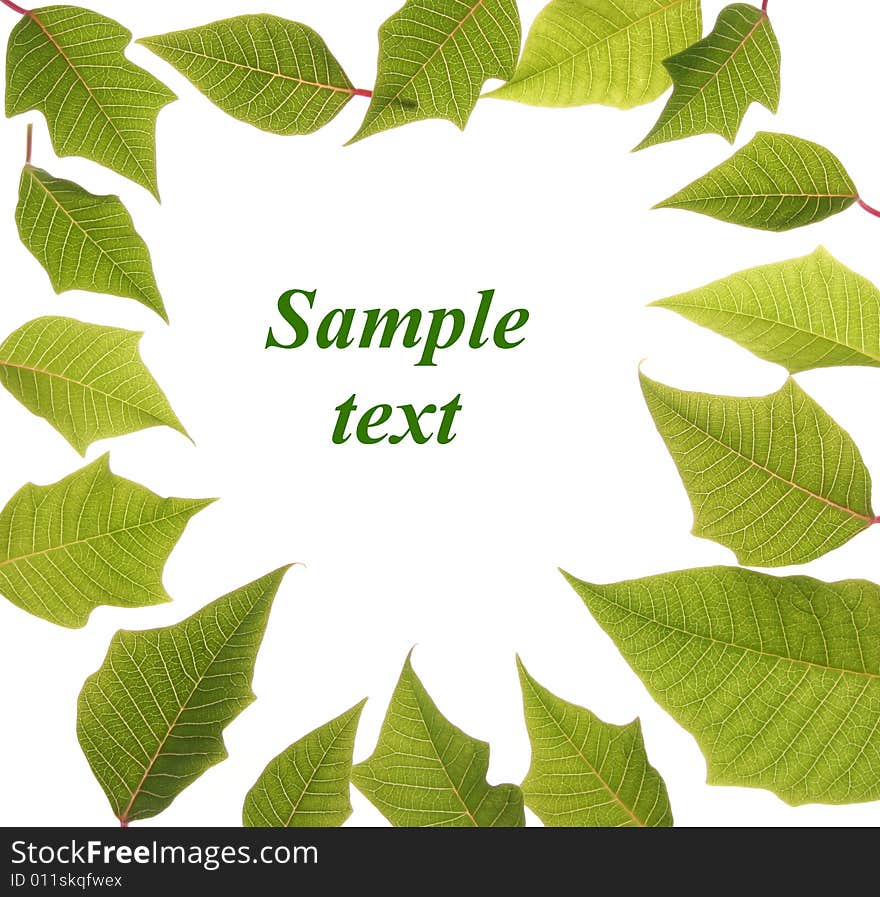 Background with green leaves empty