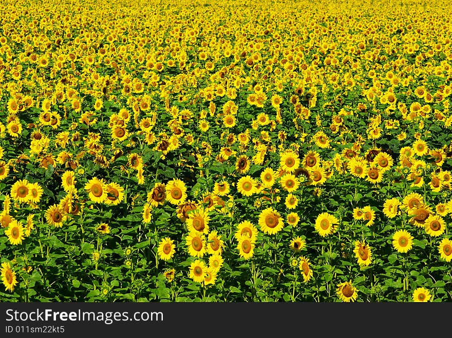 Closeup of a bright yellow sunflower. Closeup of a bright yellow sunflower