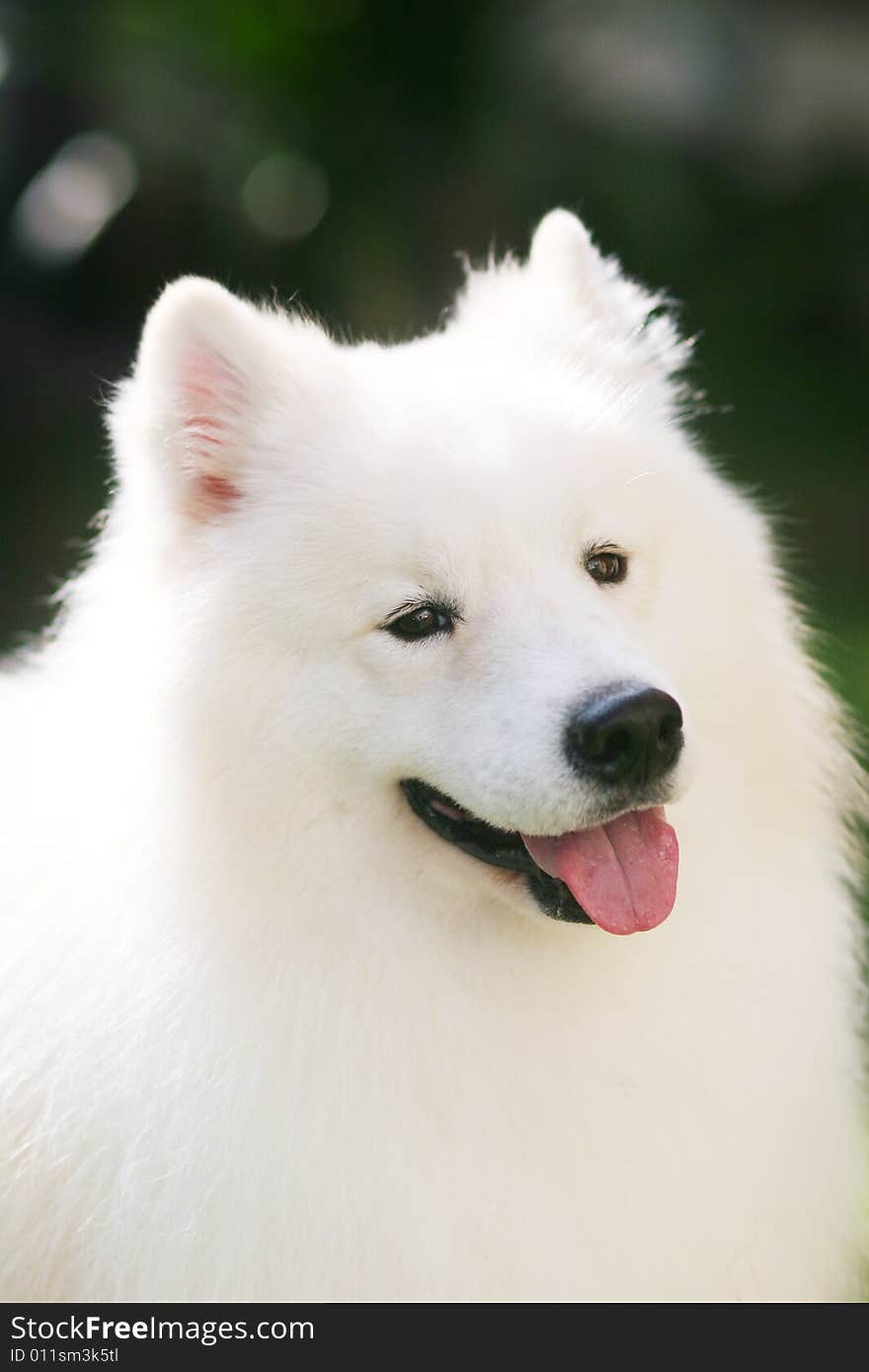 Adult samoyed in the park with smiling face. Adult samoyed in the park with smiling face